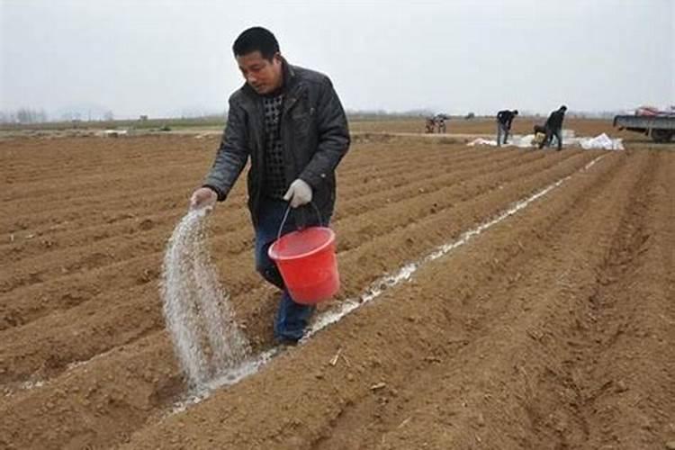 土地施肥后多久可种草莓 土地施肥后几天可以种草莓？