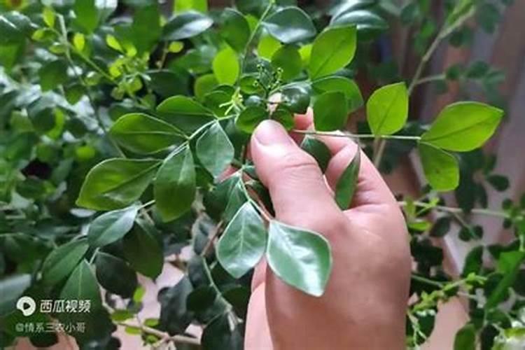 玛格丽特s不开花氮肥过量或光照不足