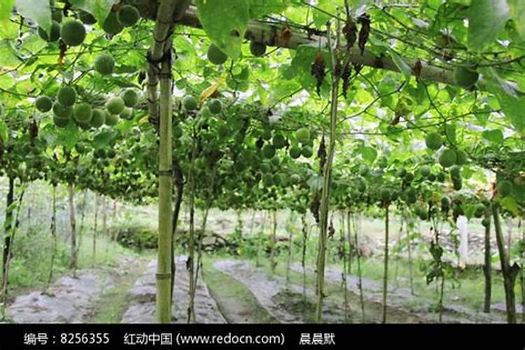 想让白菜长得好应该施什么肥呢？什么肥料白菜不能用呢？