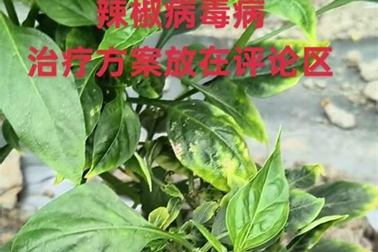 腐植酸肥料使用大忌