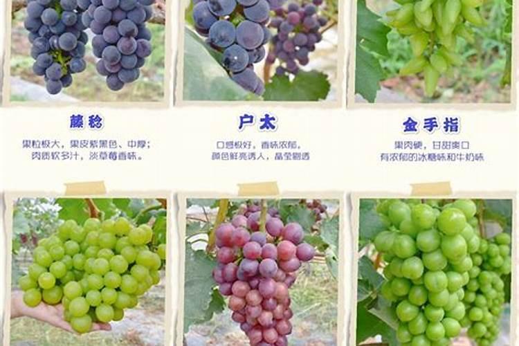 葡萄不甜酸的什么原l因？葡萄酸的什么原因