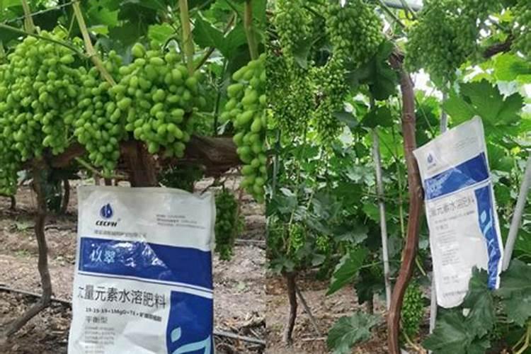 葡萄酸用什么肥料？