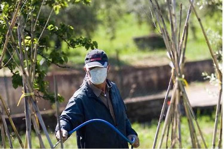 过磷酸钙鱼塘肥水每亩用多少,过磷酸钙起到什么作用