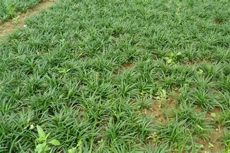 日本矮麦冬的种植方法