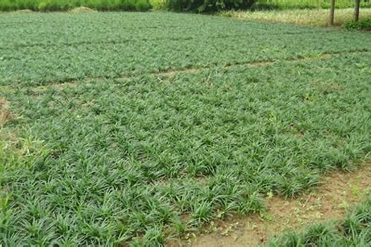 矮麦冬如何养护