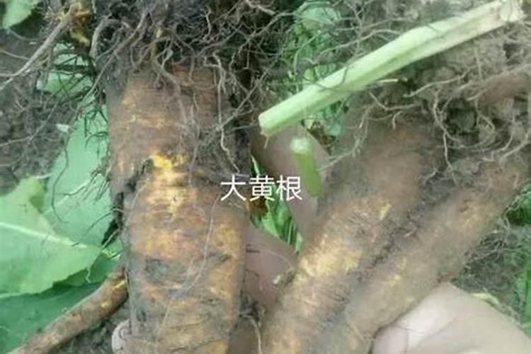如何让果树迅速生根