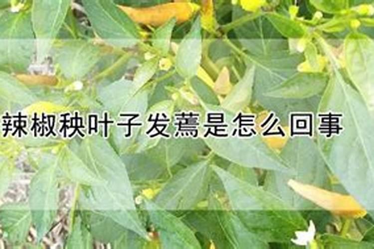 辣椒生长需要什么肥料