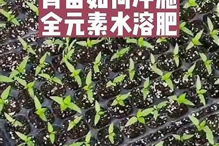 花椒水能浇花吗