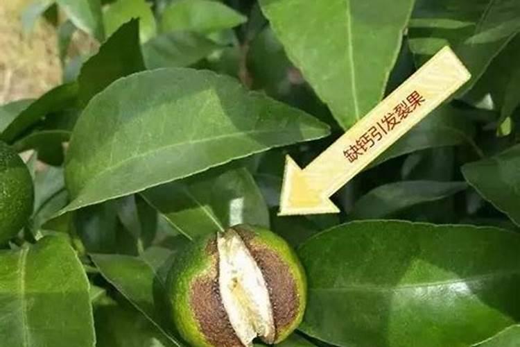 钾肥对哪些花卉好