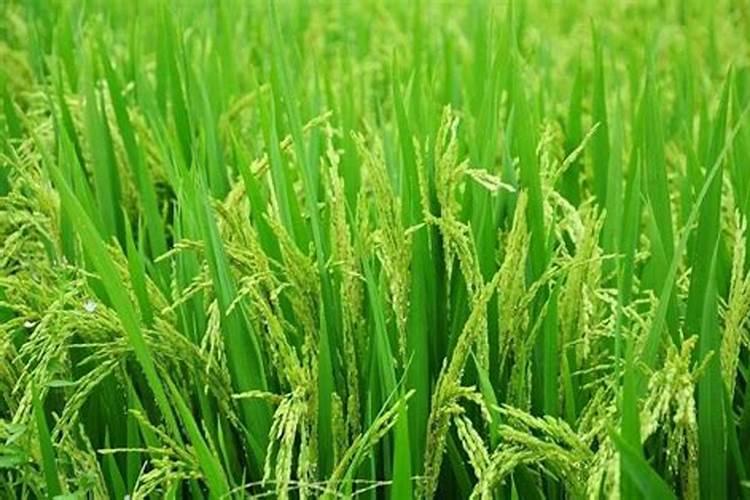 新栽树几天浇一次水