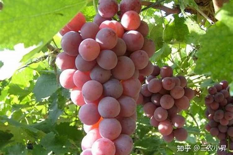 巨峰葡萄哪里产的最好