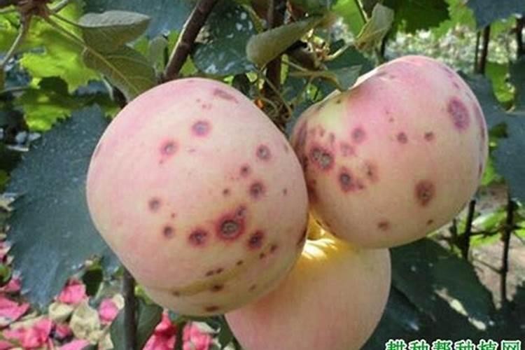 腐植酸肥料的优点,很多化肥根本没有,你会正确施用吗