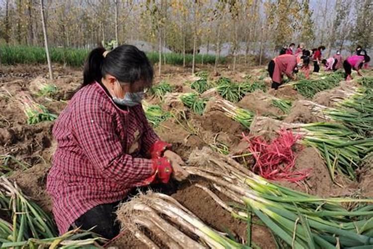 哪个大葱专用复合肥效果好