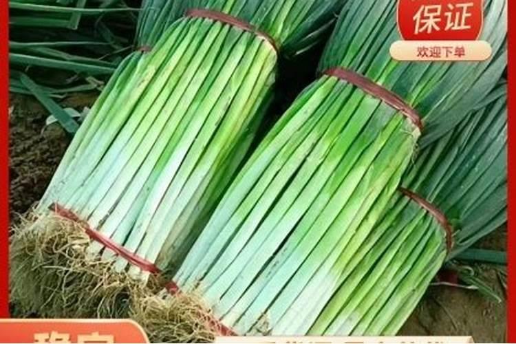 大葱专用肥料哪种的好？大葱抗病增产喷施昆仑风叶面肥!