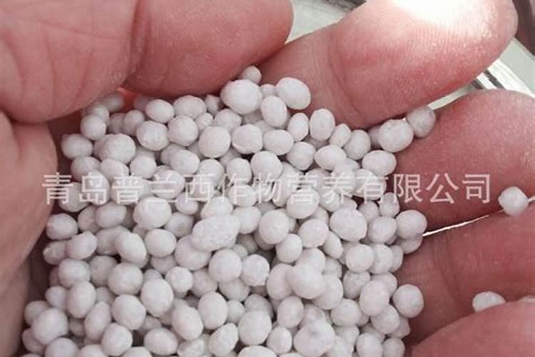 大姜培士后施了肥发很多小芽怎么办