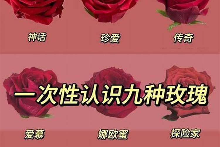 罗汉鱼个人饲养方法 简述罗汉鱼个人饲养方法