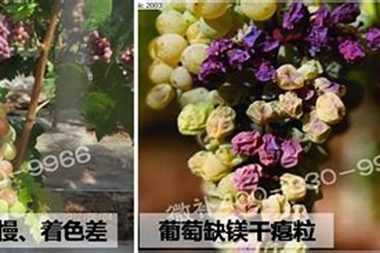 施用镁肥方法是什么？
