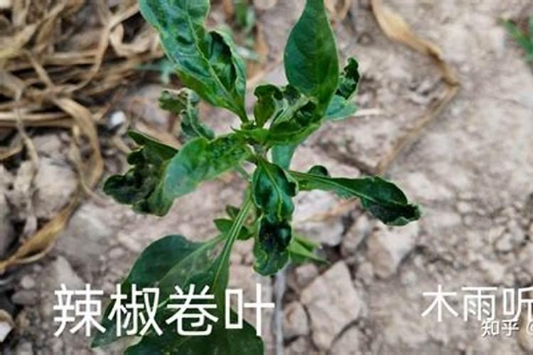 莲藕用什么肥料产量高 施肥方法有哪些