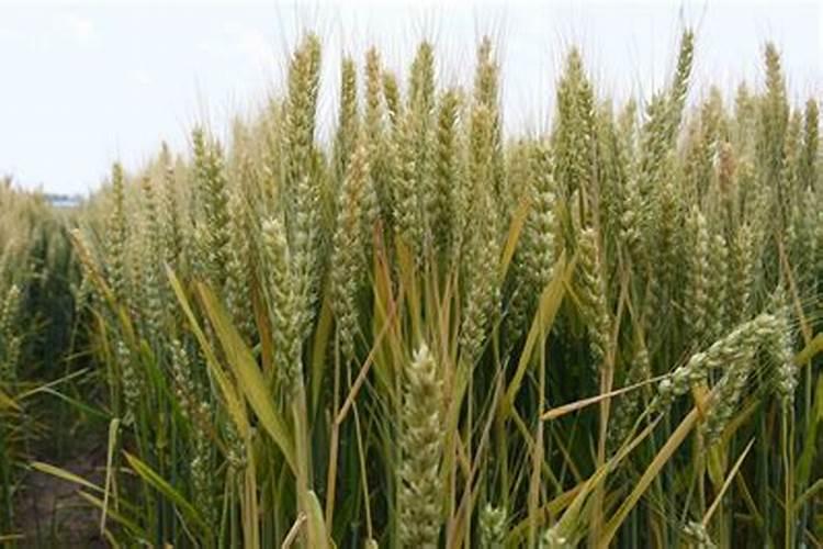 种小麦用啥肥料又好又实惠呢