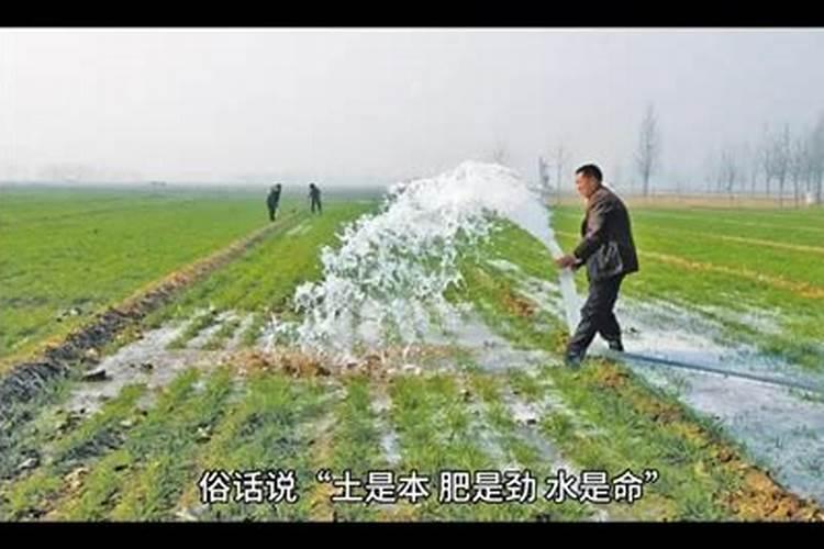 小麦追肥用什么肥料好