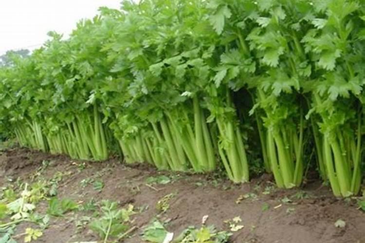 在芹菜种植中,要用好哪些肥料,更有利于实现优质高产？