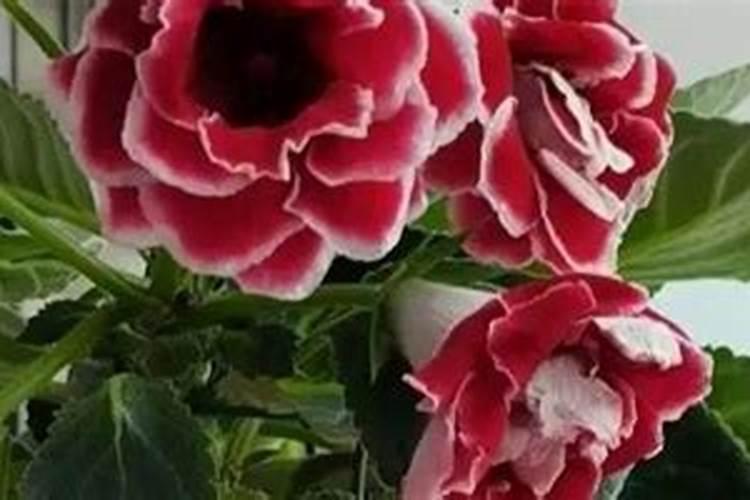 龙眼开花可以施肥吗