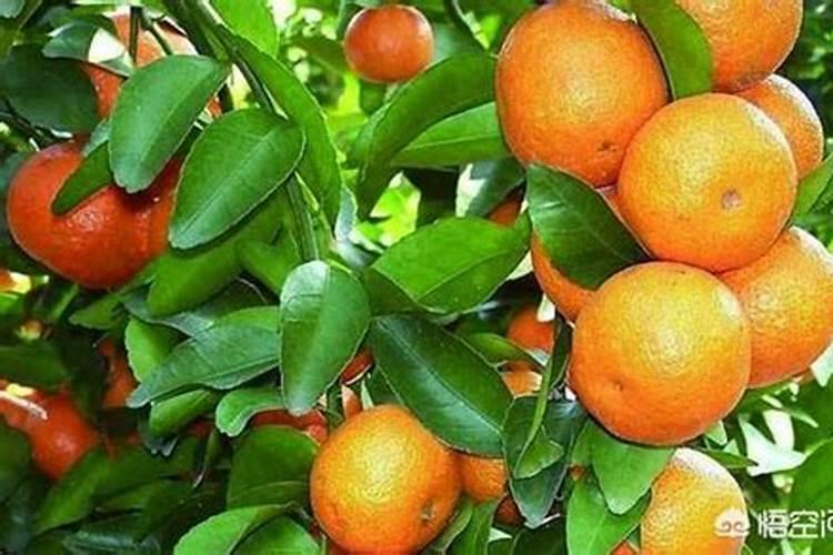 挂果沙糖桔树施肥有怎样的管理方法？