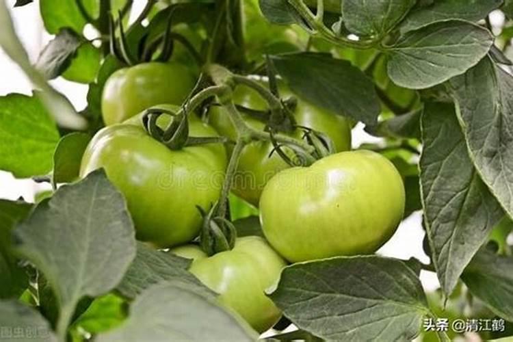 大棚西红柿定植后什么时候开始喷叶面肥？
