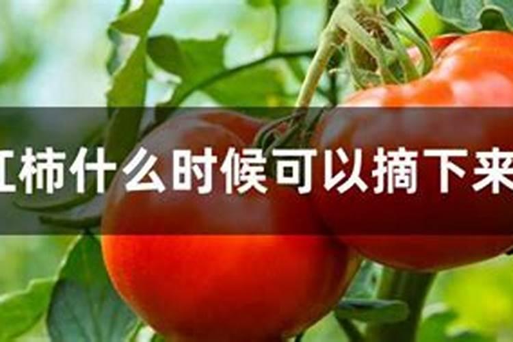 西红柿打什么叶面肥好