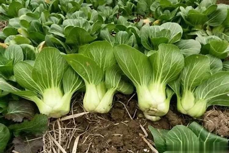 油菜用什么肥料最好