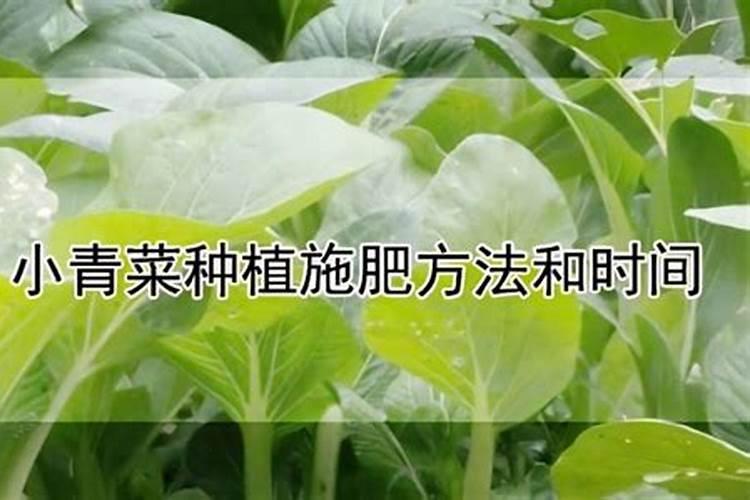 种青菜如何正确施肥