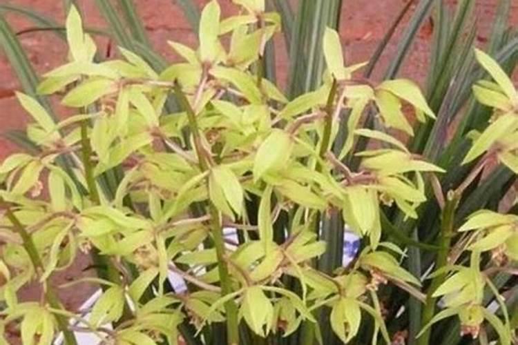 兰花施肥都有哪些注意事项