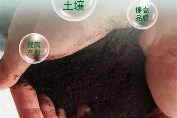 粉掌的水培方法