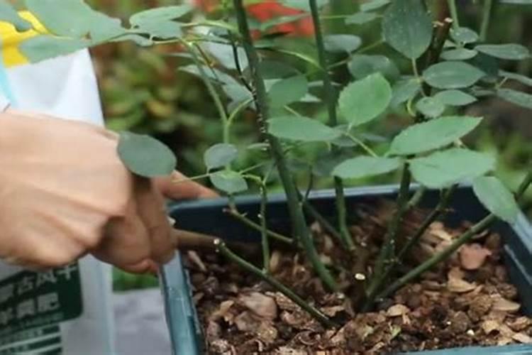 月季花施肥方法怎样给月季花施肥