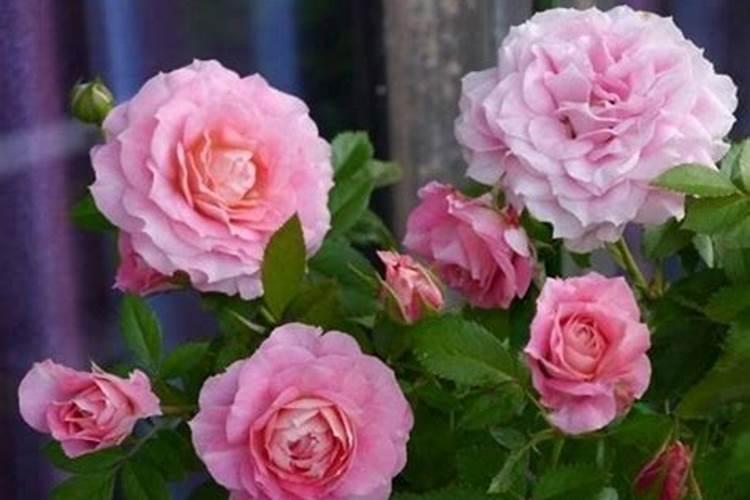 月季花期如何施肥