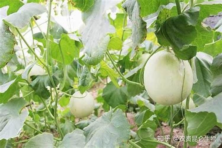 请问老师种香瓜如何施肥瓜质量好产量也高呢？