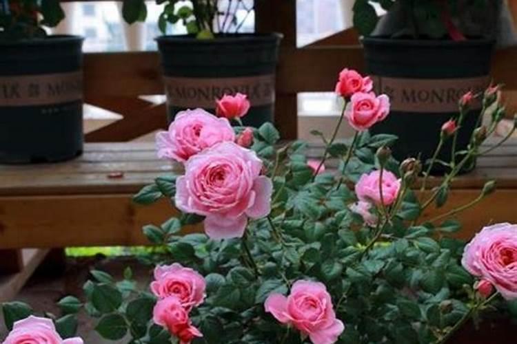 月季花摘芽后如何正确施肥