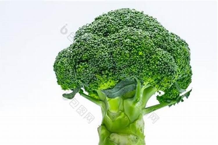 茉莉花换盆后多久可以晒太阳
