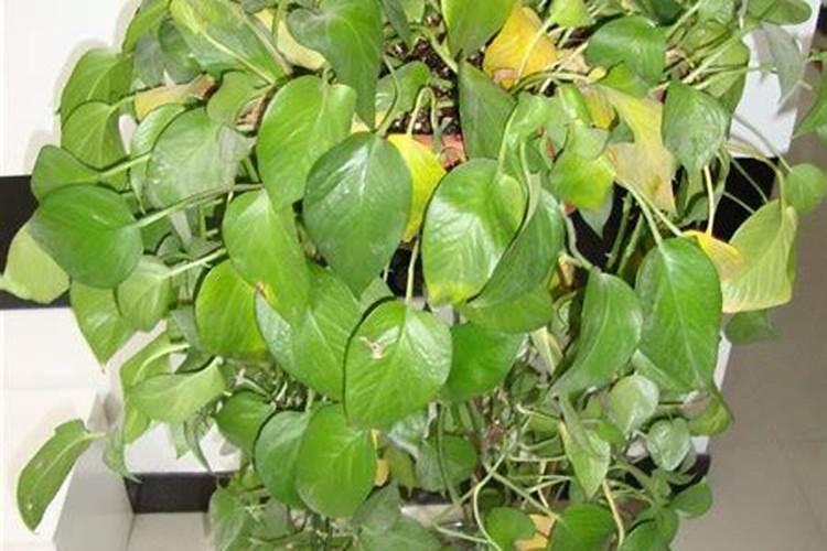 绿萝施氮肥多少比例