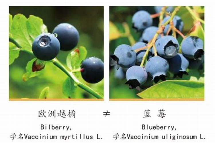 洋紫荆的生长习性