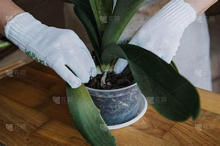 月季花的种植方法
