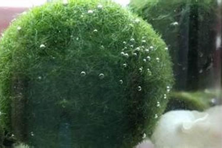 海藻肥属于什么肥料,附使用方法