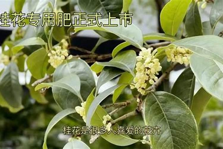 一棵二十公分的桂花树能埋多少复合肥料？