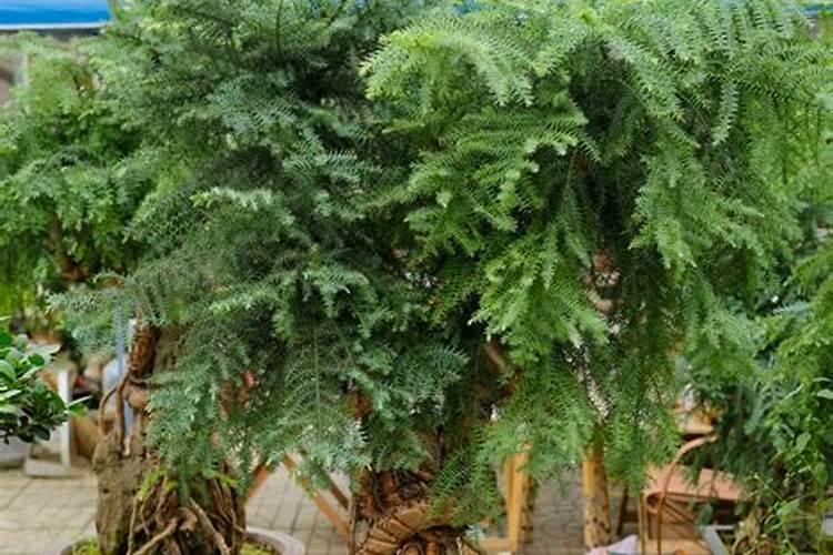 澳洲杉施肥用什么肥料最好 盆栽澳洲杉用磷酸二氢钾