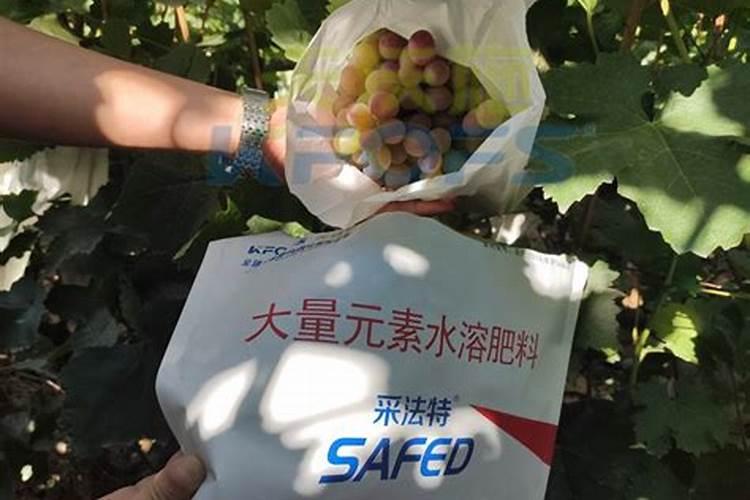 大棚里豆角嫩叶发黄干枯,卷起是怎么回事？