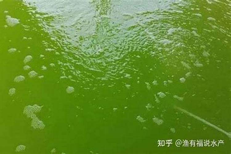 兰花怎么种植