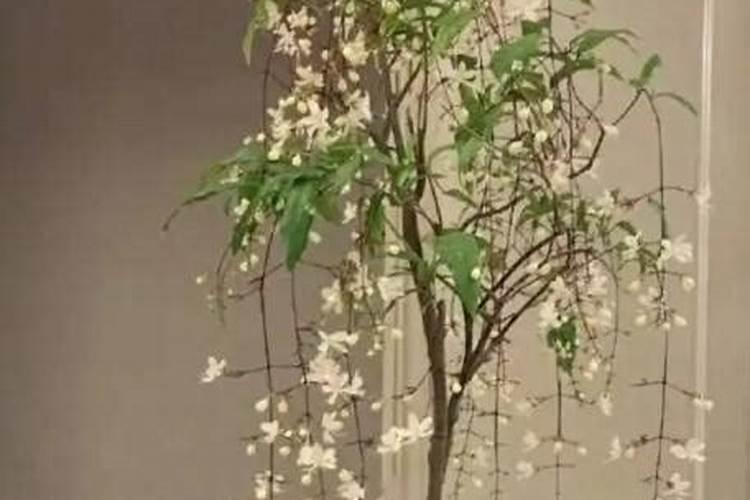 沼液做花生叶面肥怎么配方