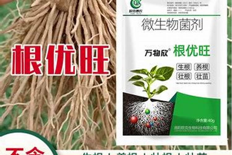 君子兰根系细弱难开花怎么解决