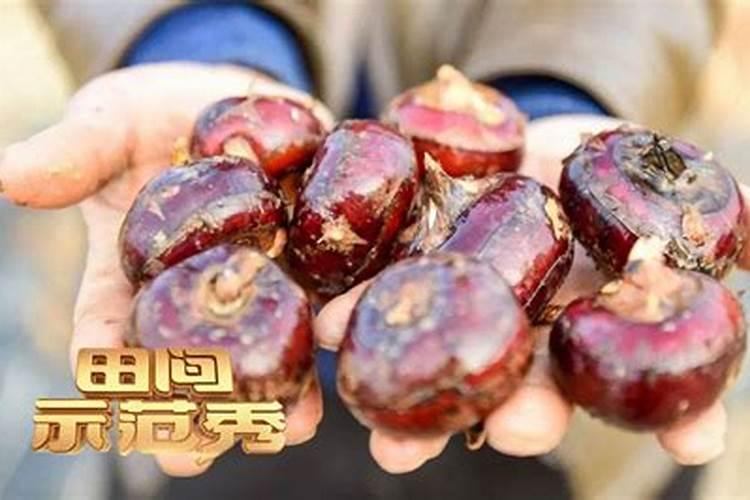 盆栽中生长的马蹄金是如何让它暴长的呢？