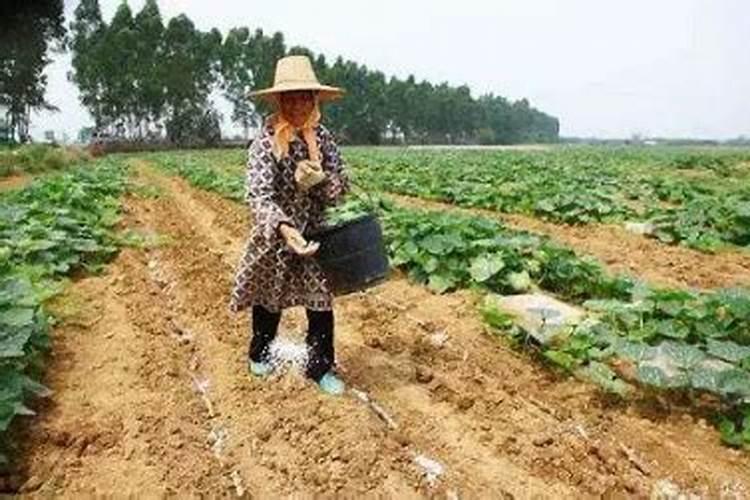 密本南瓜露天种植技术